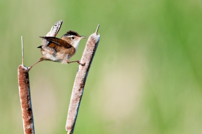 Troglodyte des marais -- Marsh Wren