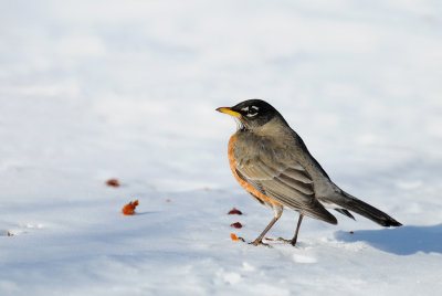 Merle d'Amérique -- American Robin