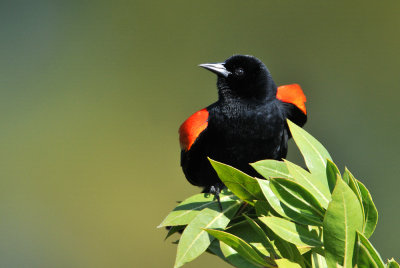 Carouge à épaulettes, mâle -- Red-winged Blackbird, male