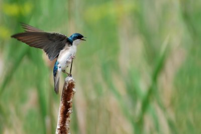 Hirondelle Bicolore -- Tree Swallow