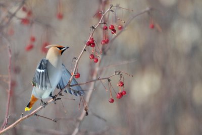 Jaseur boréal -- Bohemian Waxwing