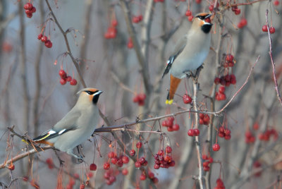 Jaseurs boréals -- Bohemian Waxwing