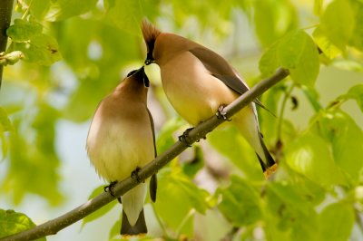 Jaseurs d'amrique -- Cedar Waxwing