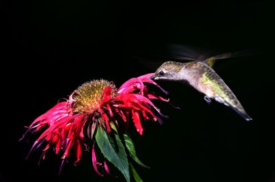 Colibri  gorge rubis -- Ruby-throated Hummingbird