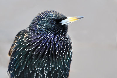 Etourneau sansonnet -- European Starling