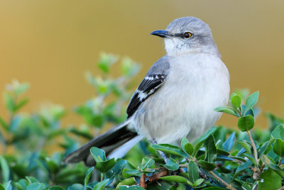 Moqueur Polyglotte -- Northern Mockingbird