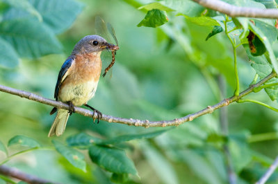 Merlebleu de l'Est -- Eastern Bluebird