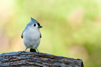 Msange Bicolore -- Tufted Titmouse