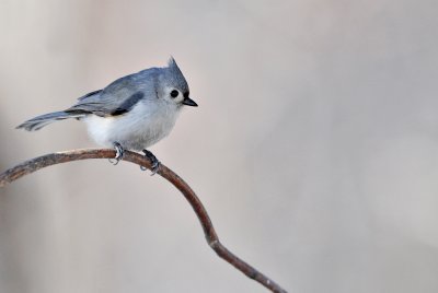 Mésange Bicolore -- Tufted Titmouse