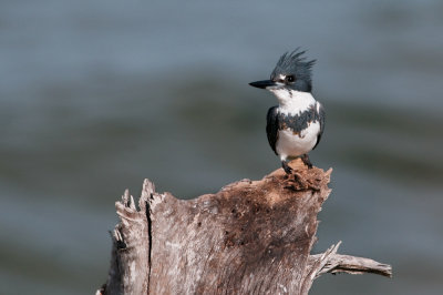 Martin-Pêcheur d'Amérique -- Belted Kingfisher