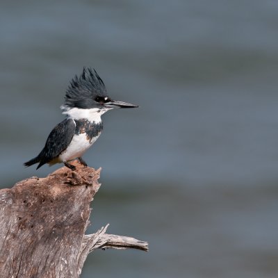 Martin-Pêcheur d'Amérique -- Belted Kingfisher