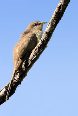 Coulicou manioc -- Mangrove Cuckoo