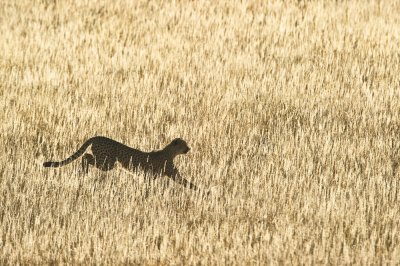 Gupard en chasse