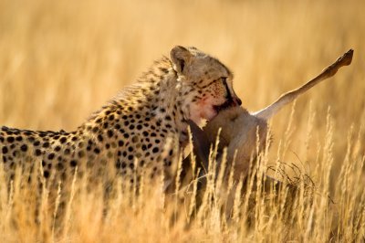 Gupard ramenant un springbok