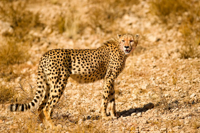 Gupard