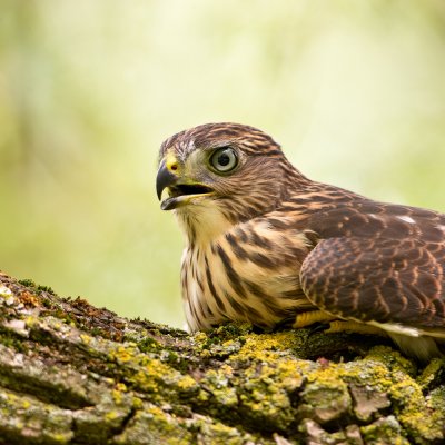 pervier de Cooper --Cooper's Hawk