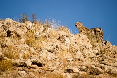 Gupard sur son dpart