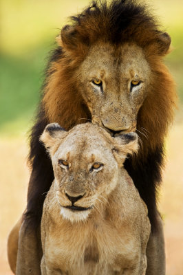 Lion et lionne