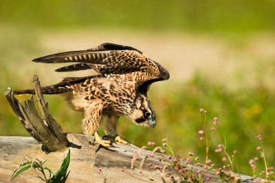 Faucon plerin, juvnile -- Peregrine falcon, juvenile