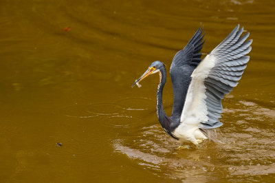 Aigrette tricolore -- Tricolored Heron