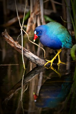 Talve violac  -- American Purple Gallinule