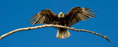 Pygargue  tte blanche --Bald Eagle