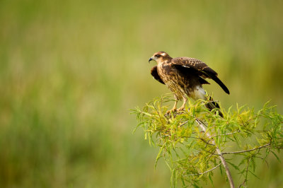 Milan des marais -- Snail kite