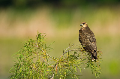 Milan des marais -- Snail kite