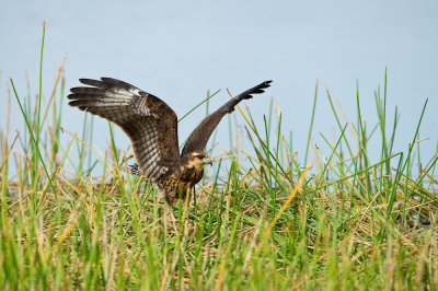 Milan des marais -- Snail kite