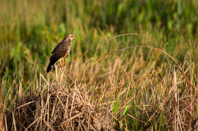 Milan des marais -- Snail kite