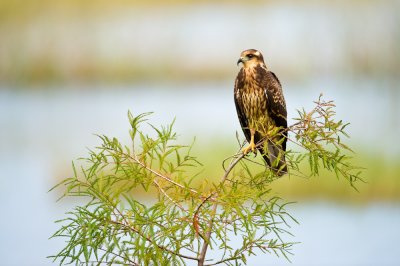 Milan des marais -- Snail kite