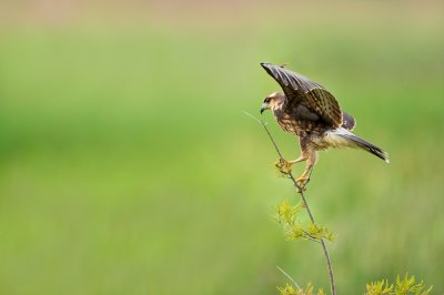 Milan des marais -- Snail kite