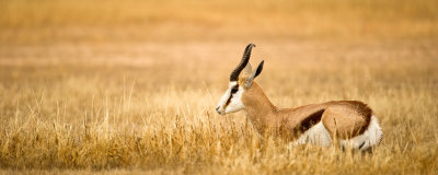 Springbok