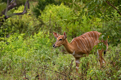Nyala, femelle