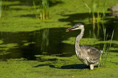 Grand héron -- Great Blue Heron
