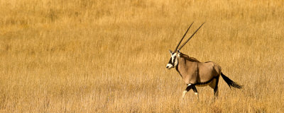 Oryx gemsbok