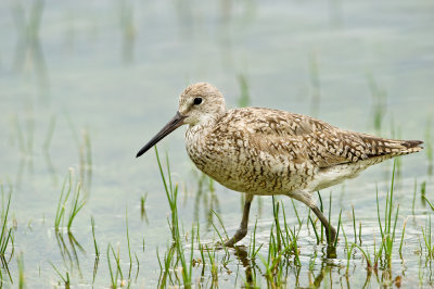 Chevalier semipalm - Willet