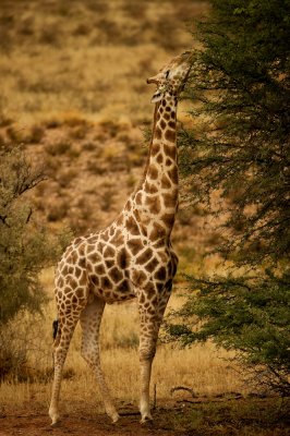 Girafe