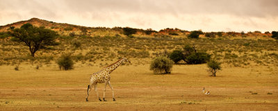 Girafe et Springbok