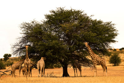 Girafes