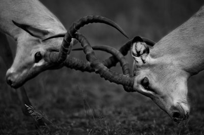 Impalas