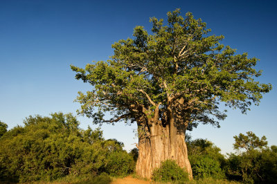 Un gant africain