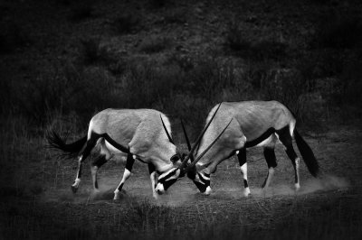 Oryx gemsbok