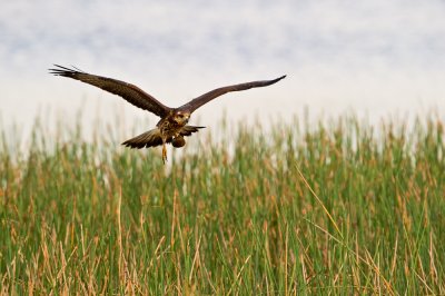 Milan des marais -- Snail kite