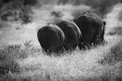 Rhinocros blanc