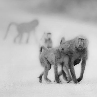 Babouins (Fantmes de la brousse)