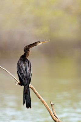 Anhinga d'Amrique -- Anhinga