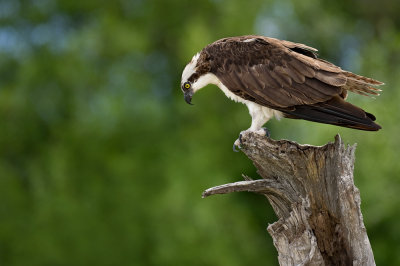 Balbuzard pcheur -- Osprey
