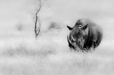 Rhinocros blanc(Fantme de la brousse)