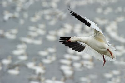 Oies des neiges -- Snow Goose